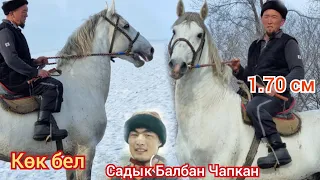 по кличка  💥Көк Бел 💥  1.70 см  Садык Балбан Чапкан Ат