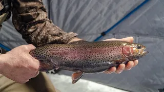 Ice Fishing for Beautiful Trout with Livescope