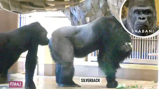 Female Gorilla Worried about Excited Silverback Gorilla | The Shabani Group