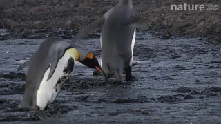 King penguins wading through mud and falling over