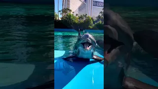 Dolphins: Joyful Creatures of the Ocean 😍😍 #shorts #dolphin