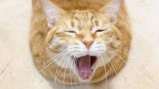 😂 Funniest Cats and Dogs Videos 😺🐶 || 🥰😹 Hilarious Animal Compilation №96