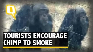 Tourists Encourage a Chimp to Smoke a Cigarette in a Chinese Zoo