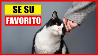 Cómo eligen los gatos a su persona favorita