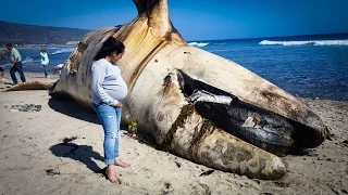 Мертвый кит на берегу
