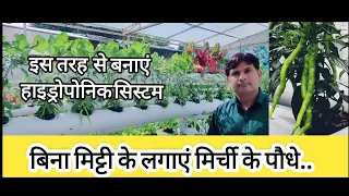 बिना मिट्टी के लगाएं मिर्ची के पौधे. chilli cultivation in hydroponic.     best Hydroponic system.