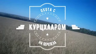 Охота на перепела с курцхааром в поле и кукурузе