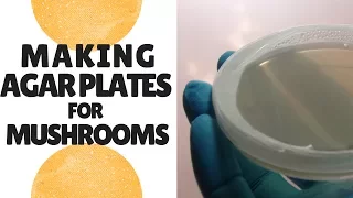 How to Make Agar Plates for Growing Mushrooms