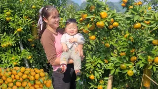 Collect sweet tangerines and sell them at the market, burn the grass, and plant onions.