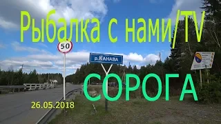 КОСЯКИ СОРОГИ ПОДНИМАЮТСЯ ПО УСТЬЮ РЕКИ КАНАВА! РЫБАЛКА НА ЛЕТНЮЮ УДОЧКУ, ТОЛПА РЫБАКОВ ВОКРУГ, УРАЛ