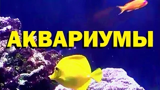 Галилео. Аквариумы