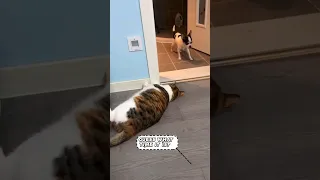 Funny🐈Cat Pull's Off Sneak🐕Attack! #animals #shortvideo