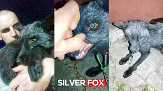 Cool story of Silver Fox's failed escape 🦊 @DenisKorza #fox #freedom #shorts #vulpes #escape