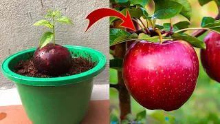 How to propagate plants at home. Little tips for you | Relax Garden