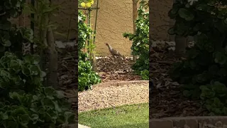 Wildlife | Desert Food Forest