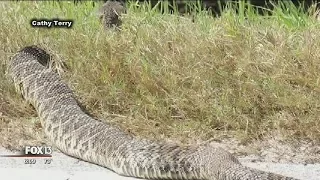 Large rattlesnake startles Florida birdwatchers