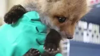 Video: Feeding time for rescued baby fox