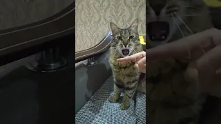 Cat yawns and owner puts finger in his mouth