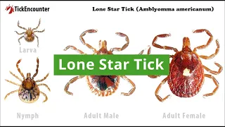 Lone Star Tick: How to Identify, Diseases Carried, and Where They Are Found