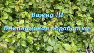 Важно ! Внеплановая обработка роз. Питомник 🌹 и 🌲 Е. Иващенко