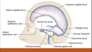 cavernous sinus, simply explained