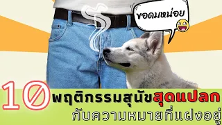 10 พฤติกรรมสุดแปลกของน้องหมา กับความหมายที่แฝงอยู่ที่คุณอาจไม่เคยรู้ #ECOBOK