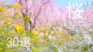 京都の桜30選： Kyoto Cherry Blossom Spot 30（sakura)  京都観光　旅行  kyoto trip 嵐山 清水寺 平安神宮 哲学の道 蹴上インクライン　祇園白川