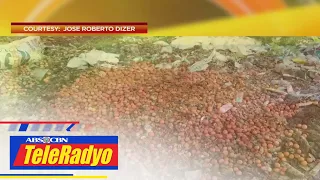 Magsasaka: May oversupply ng kamatis kaya mababa ang presyo | Headline Pilipinas (3 Feb 2023)