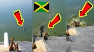 Massive Crocodile Eating Dogs in Jamaica / Man Saves Dog From Crocodile in Portmore #leakedvideo