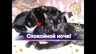 Спокойной ночи! Сладких снов!🐱/ На добраніч! / Good night! / 잘자 /ليلة سعيدة