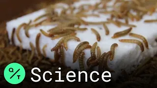 Plastic-Eating Mealworms Could Solve Waste Problem, Say Stanford Researchers