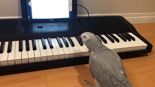 Parrot plays music. - 1058076