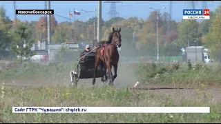 Жеребец из Чувашии входит в ТОП самых быстрых скакунов страны