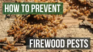 How to Keep Pests From Firewood (4 Easy Steps)