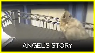 Angel's Story