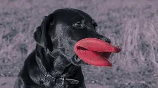 😂 Funny Animals 🐶 Awesome Dogs 🐕 Funny Labradors Compilation