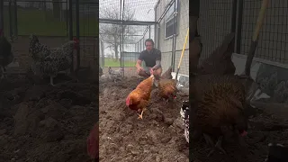 Composted soil from our chicken coop to our garden