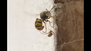 Борьба паука и осы / Spider vs wasp