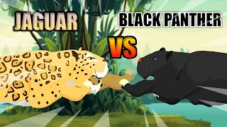 Jaguar vs Black Panther | Big Cat Tournament [S1] | Animal Animation