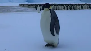 The Emperor Penguin Army