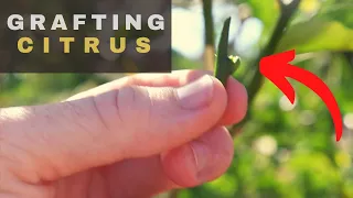Citrus Bud Graft - Beginner Grafting