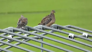 Pair of Eastern Turtle Doves Preen the Plumage after Rain