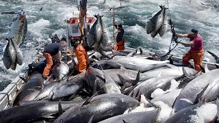 Amazing Pole and Line Tuna Fishing In Japan - Cutting, Clean and Tuna processing in Factory