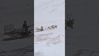 Кочевники-оленеводы переезжают через перевал в горах Полярного Урала #оленеводы #shorts