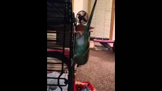 Sofia dances and gives kisses - Parakeet/Budgie