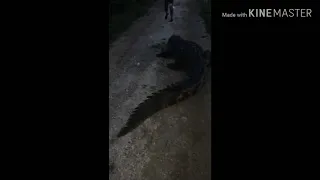 CROCODILES IN PORTMORE JAMAICA🇯🇲🇯🇲😱😱😱 BE CAREFUL