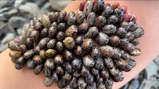 I sit on the small rocks to remove the seeds