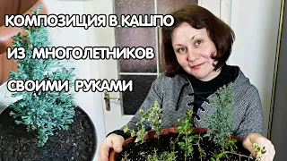 Композиция в кашпо из многолетников своими руками