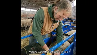 Sheep Farming: How We Vaccinate Pregnant Sheep