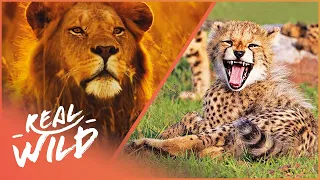 How Big Cats, Bears & Reptiles Become Killers | Real Wild